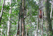 Decolonizing Extinction