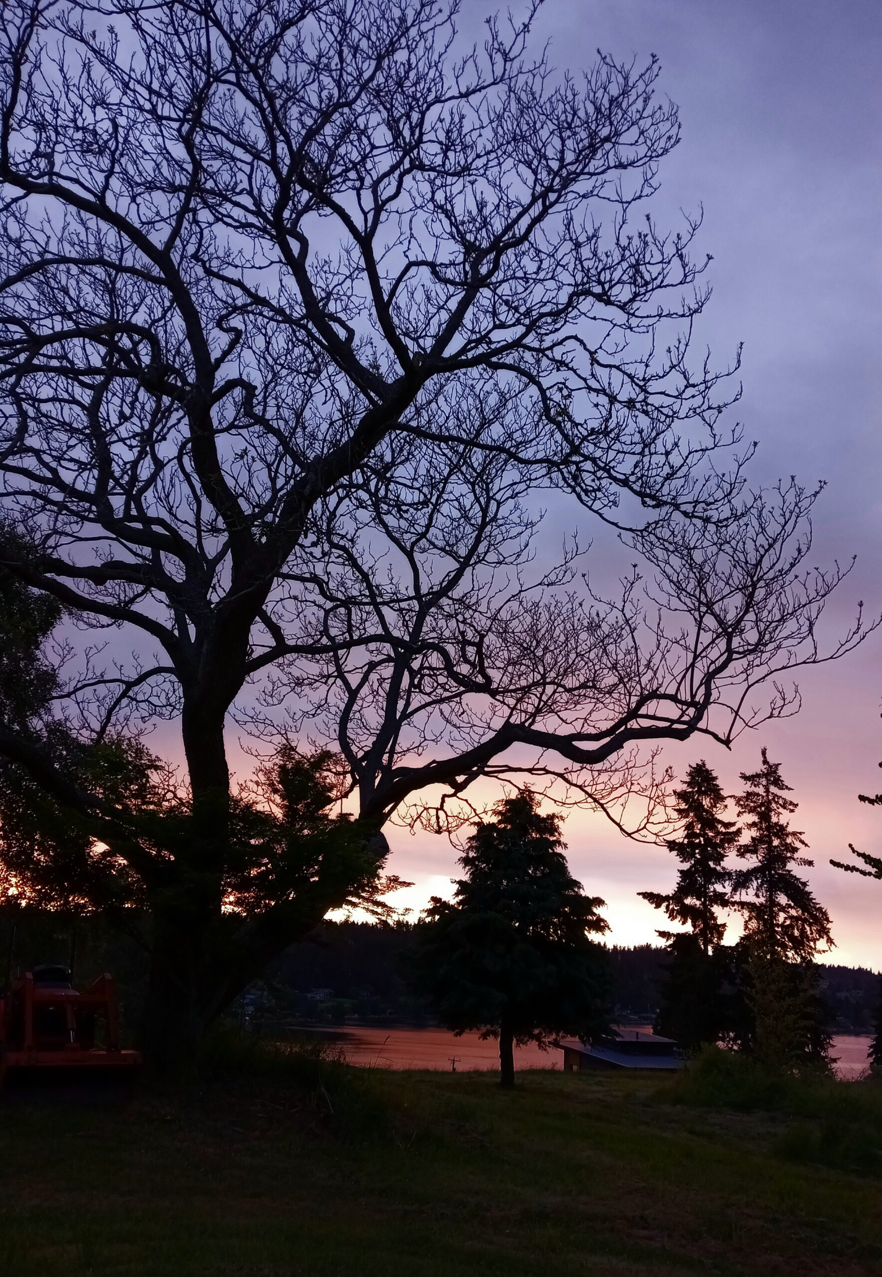 IMG_20220529_205205 Photograph of tree outside of Greenwood Community Center in Seattle Washington at Sunset
