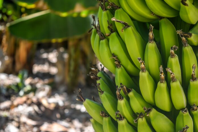 banana tree