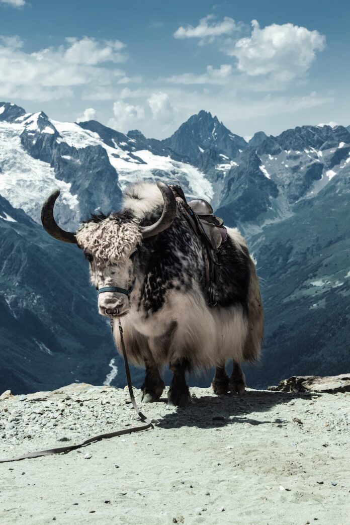 a domesticated yak with a saddle